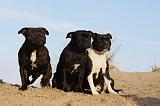 STAFFIE 314